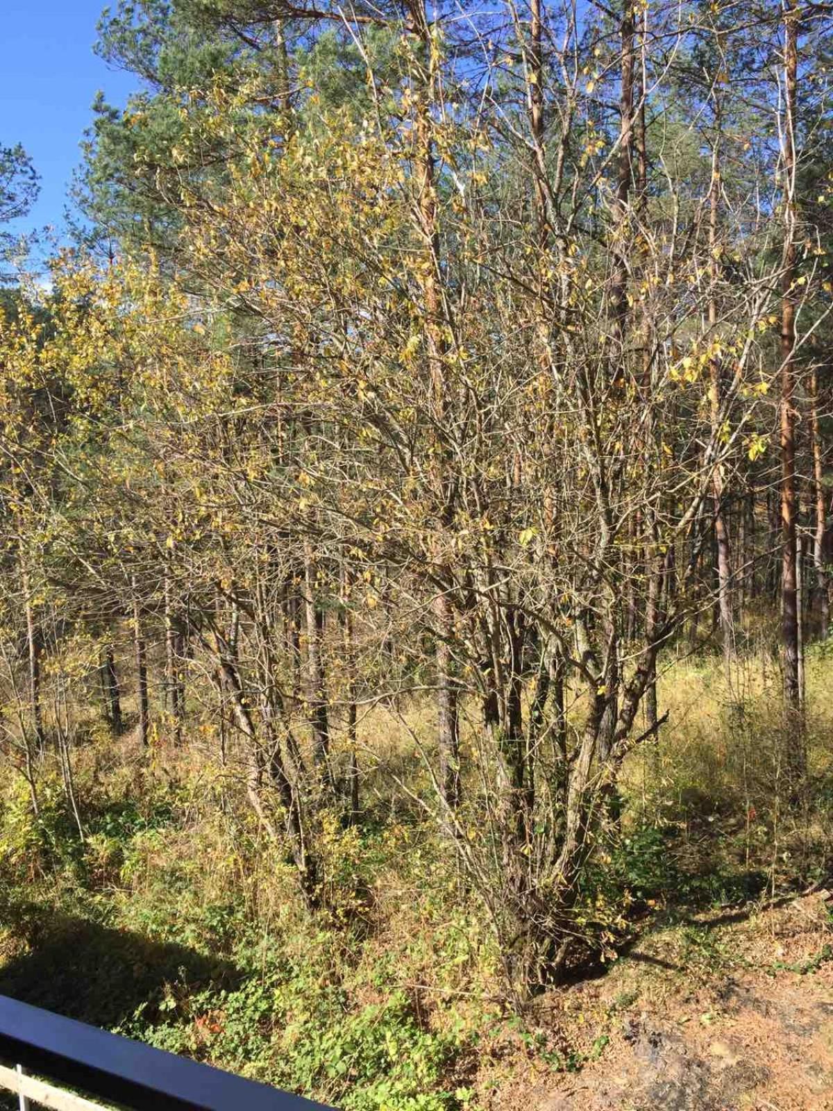 Planinsko srce Lägenhet Divčibare Exteriör bild